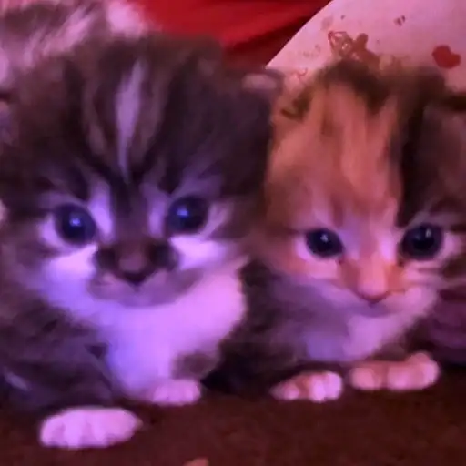 ♡ ° ~ мы или не мы? ~ ° ♡. (от preview