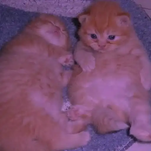 ♡ ° ~ мы или не мы? ~ ° ♡. (от preview