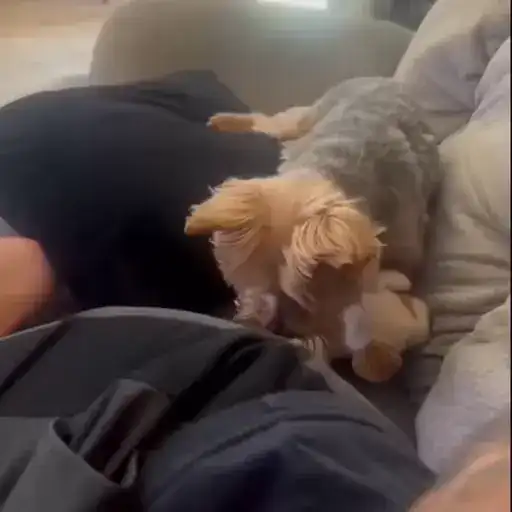 Рыбки и животные preview