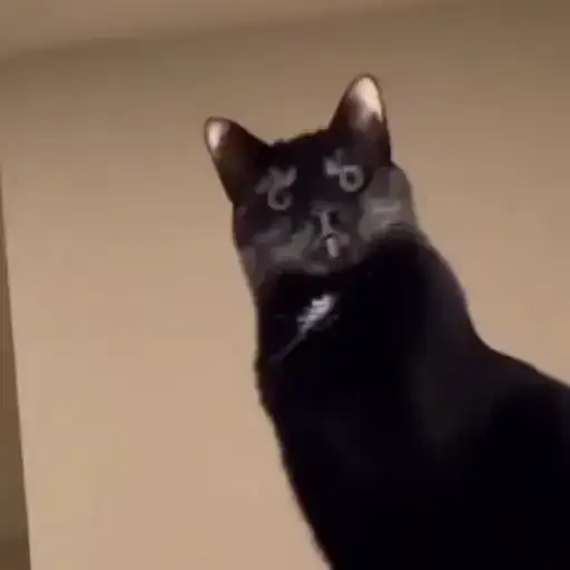 Sticker 🐈‍⬛️