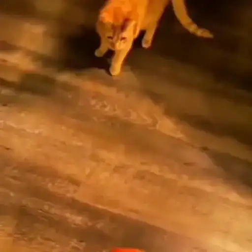 Sticker 🐈‍⬛️