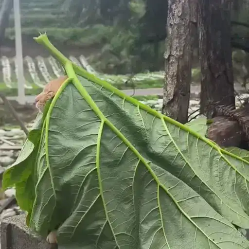 Sticker 🐈‍⬛️