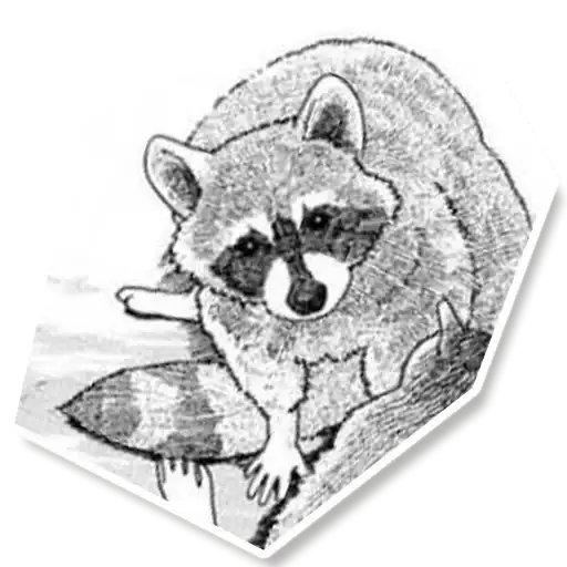 Sticker 🦝