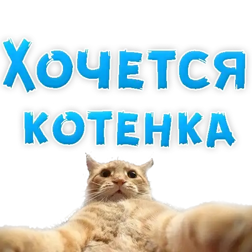 Sticker 🐱