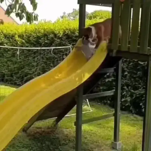 Смешные животные preview