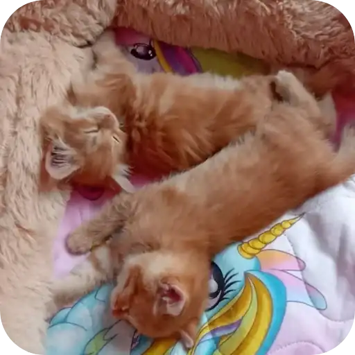 Чита Бася инот мике балу preview