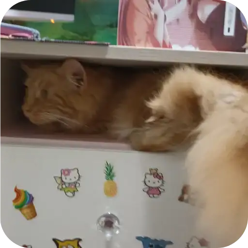 Чита Бася инот мике балу preview