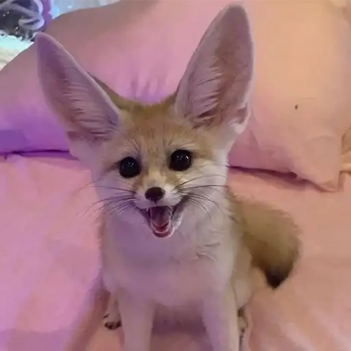I'm Fennec preview