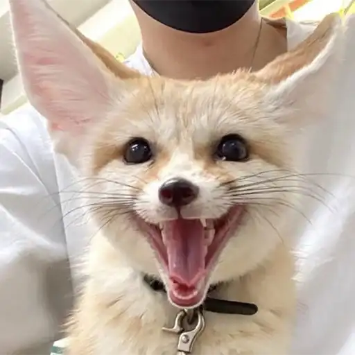 I'm Fennec preview
