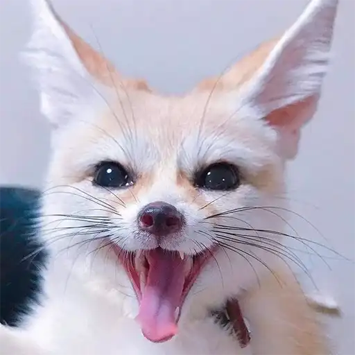 I'm Fennec preview