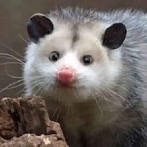 Всратые опоссумы preview