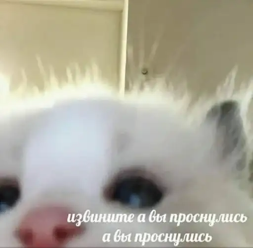 Sticker 🐈‍⬛️