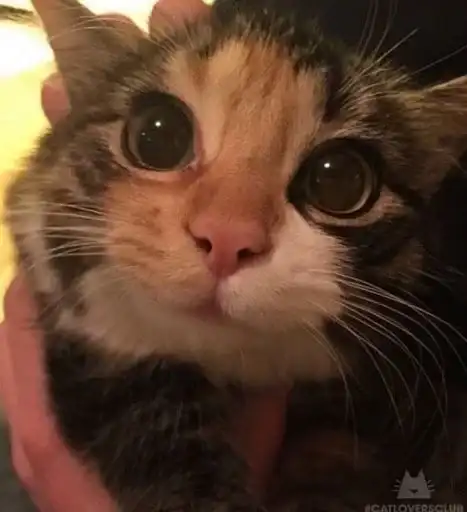 Sticker 🐈‍⬛️