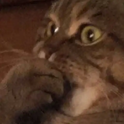 Sticker 🐈‍⬛️