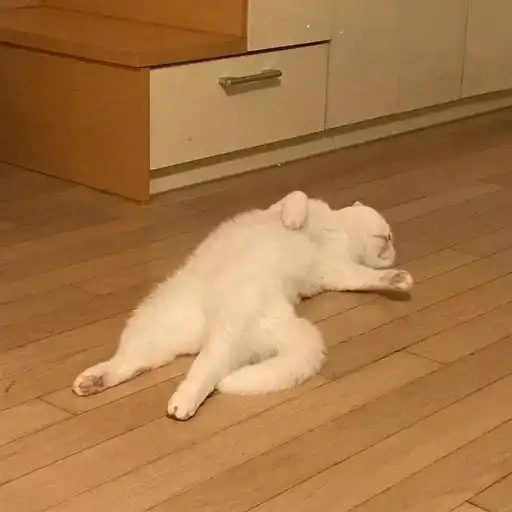 Sticker 🐈‍⬛️