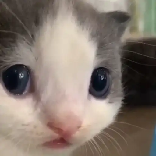 Sticker 🐈‍⬛️