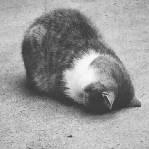 Sticker 🐈‍⬛️