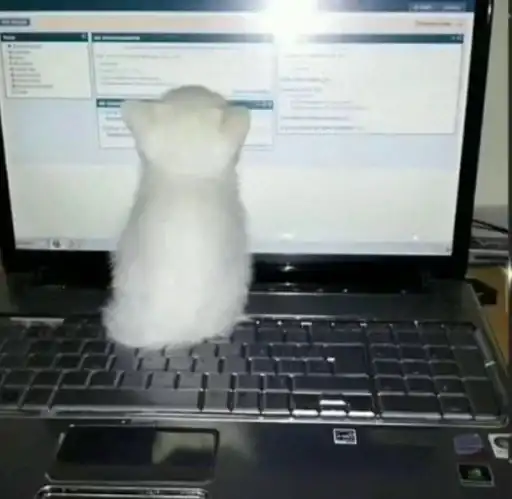 Sticker 🐈‍⬛️