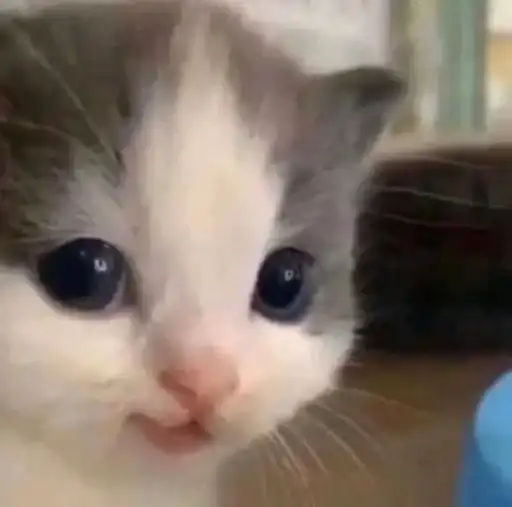 Sticker 🐈‍⬛️