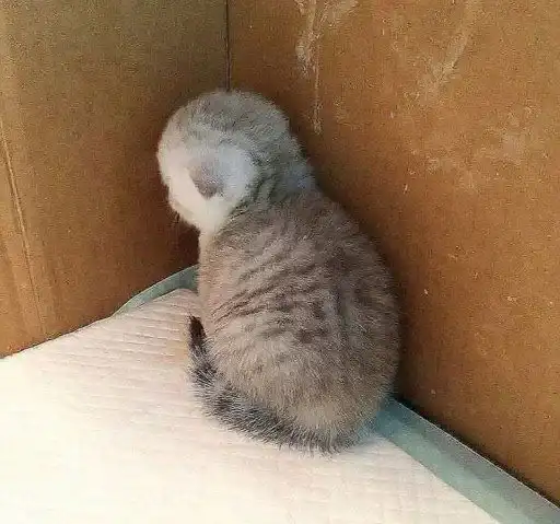 Sticker 🐈‍⬛️