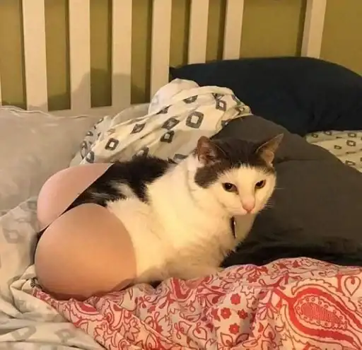 Sticker 🐈‍⬛️