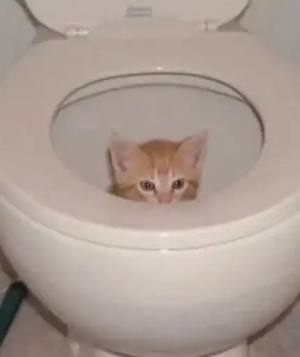 Sticker 🐈‍⬛️