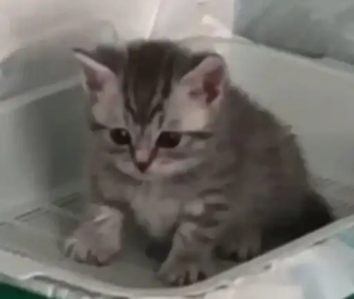 Sticker 🐈‍⬛️