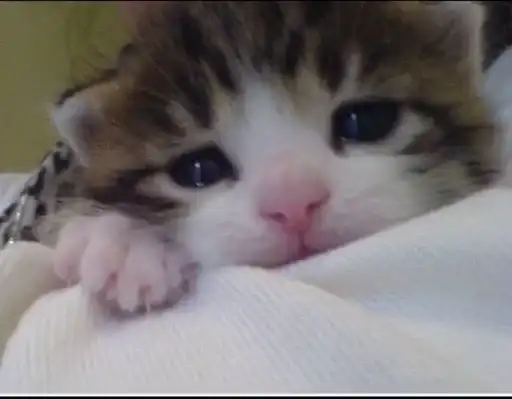 Sticker 🐈‍⬛️