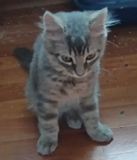 Sticker 🐈‍⬛️