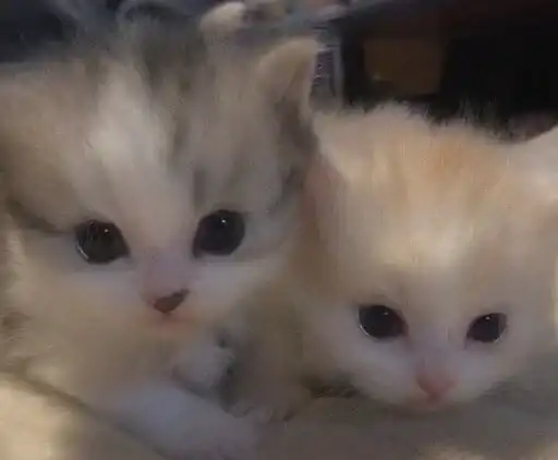 Sticker 🐈‍⬛️