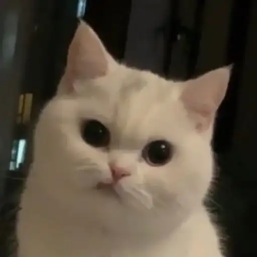 Sticker 🐈‍⬛️