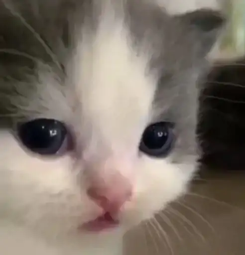 Sticker 🐈‍⬛️