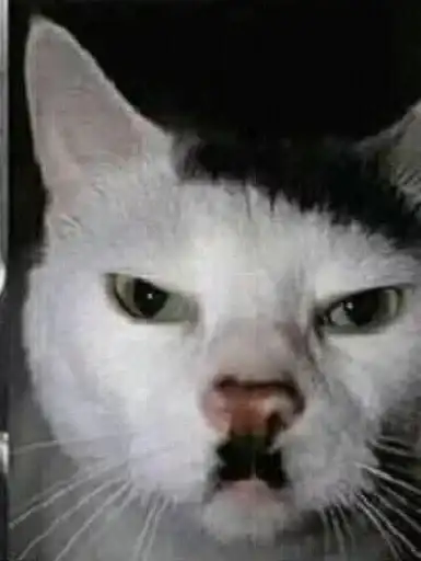 Sticker 🐈‍⬛️