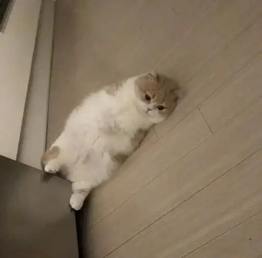 Sticker 🐈‍⬛️