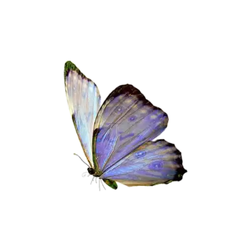 Sticker 🦋