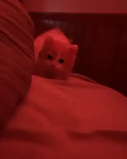 Sticker ❤️‍🩹