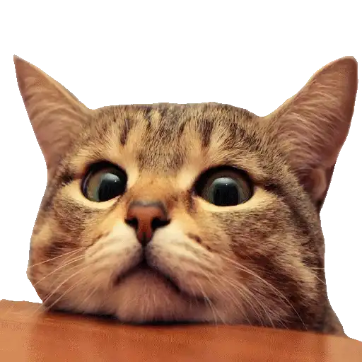 Sticker 🐱