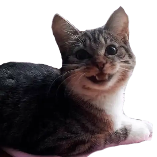 Sticker 🐱