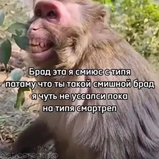 Обезьянки preview