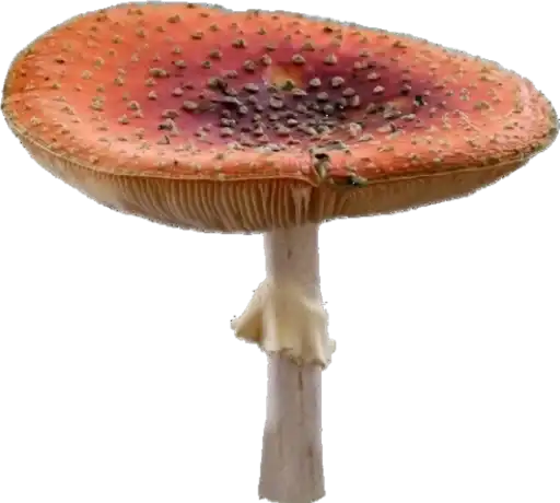 ✧*̥₊🥮cottagecore🍓˚‧☆ﾐ preview