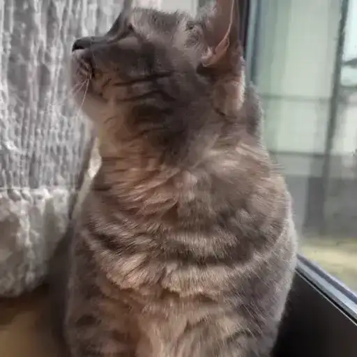 Sticker 😶‍🌫️