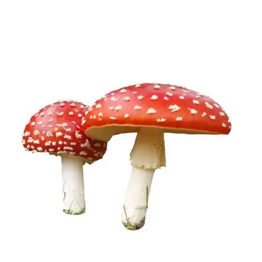 Sticker 🍄