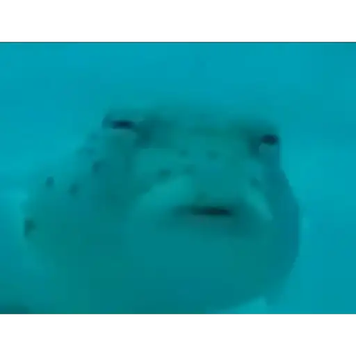 Даров обрыган preview