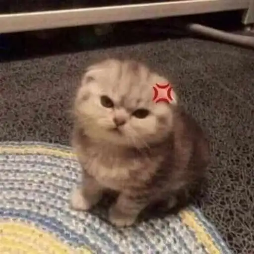 Котятки preview