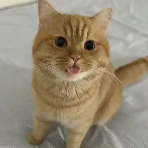 Котяры preview