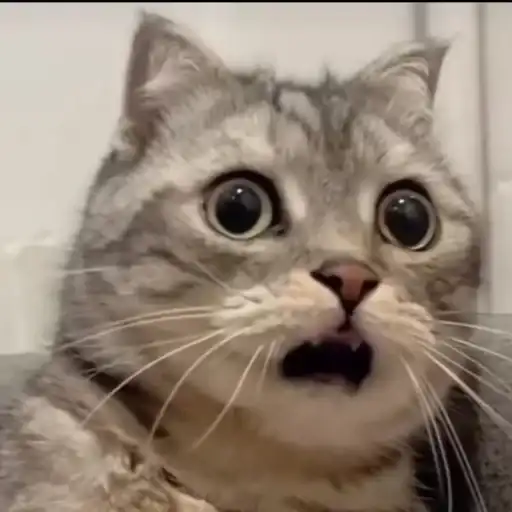 Котяры preview