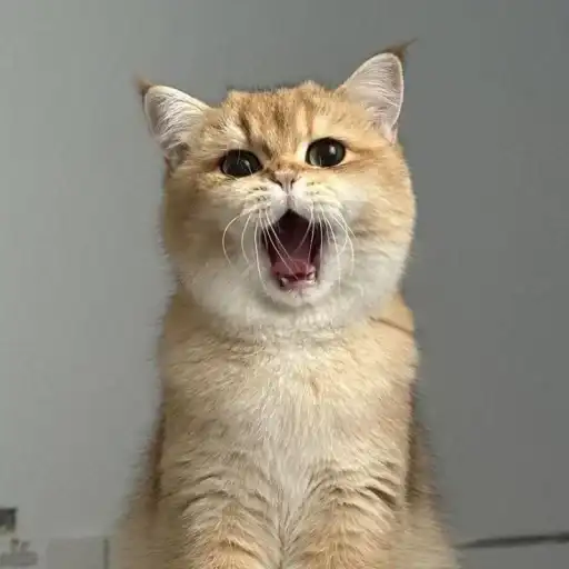 Котяры preview