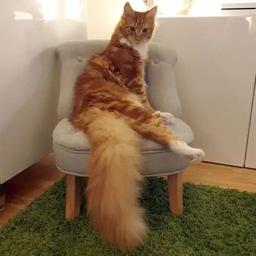 Sticker 💁‍♀️