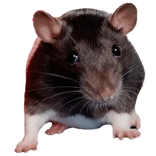 Sticker 🐀
