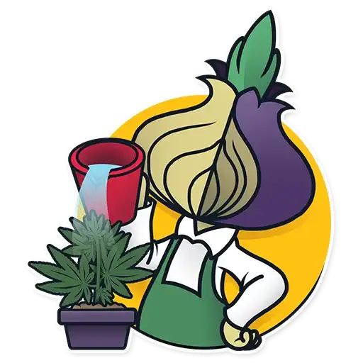 Chipollino Onion Club preview